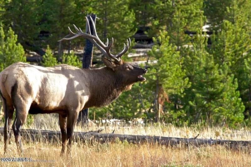 Elk in your backyard