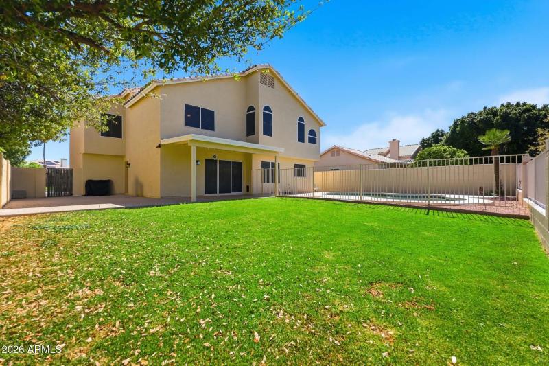 Cholla from the Back Yard