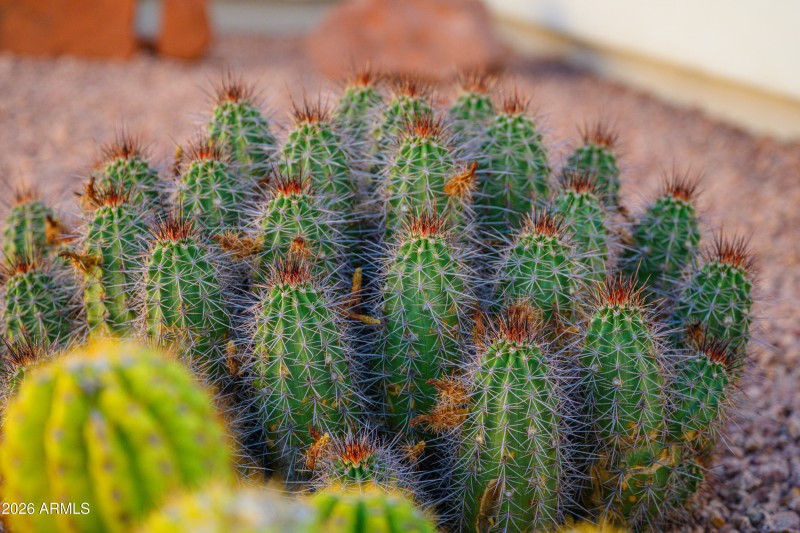 4952 East Catalina-34