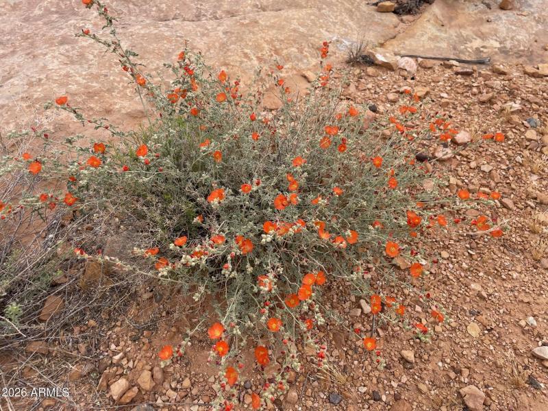 spring wildflower 3