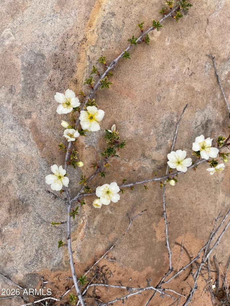 spring wildflower 4
