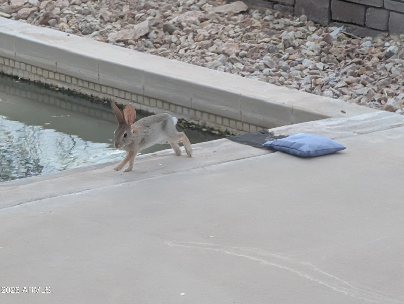 gold bunny by water