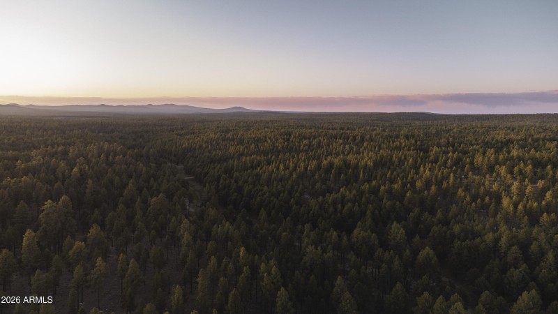 Forest Forever
