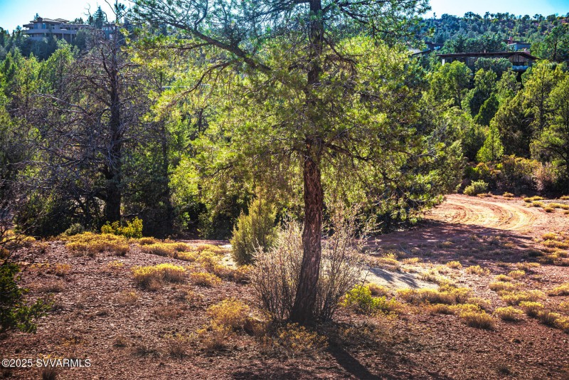 Moonlight land photo