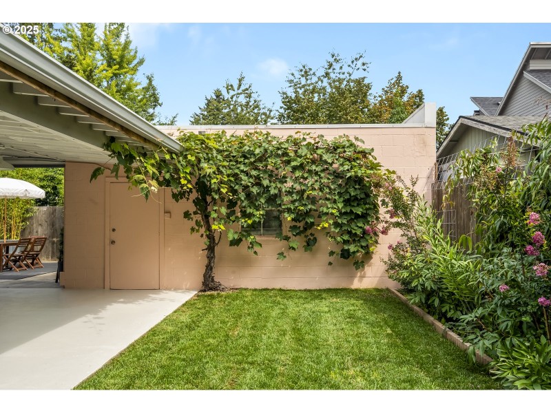Backyard