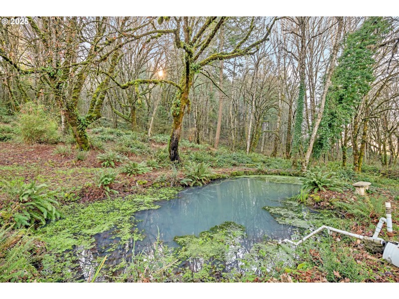 Pond