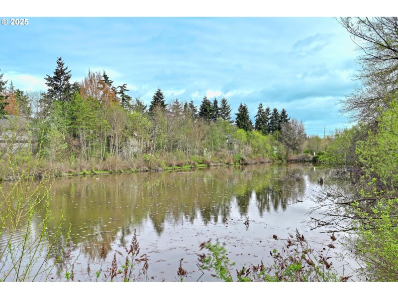 Pond