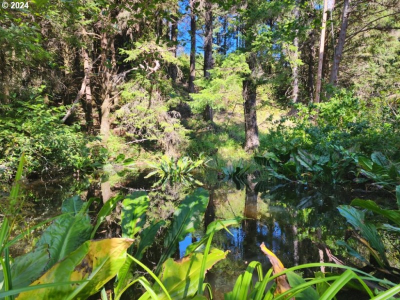 Pond