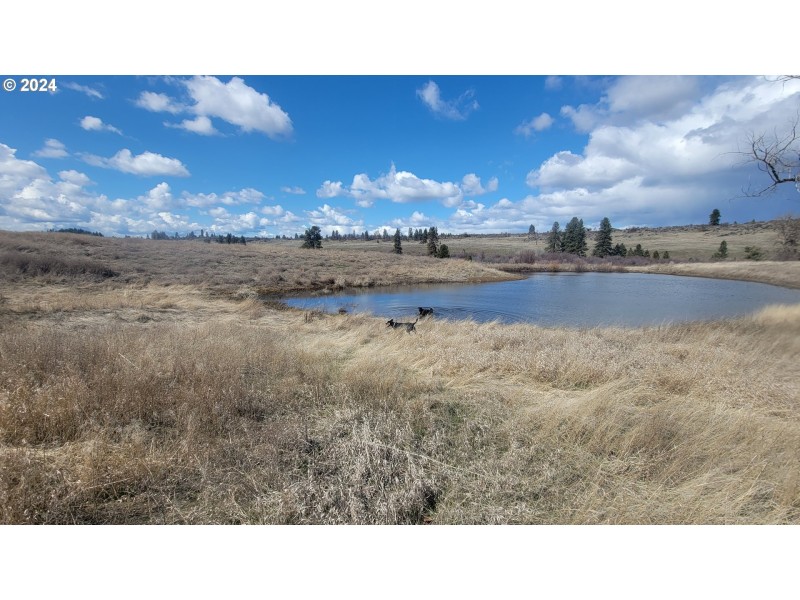 Pond