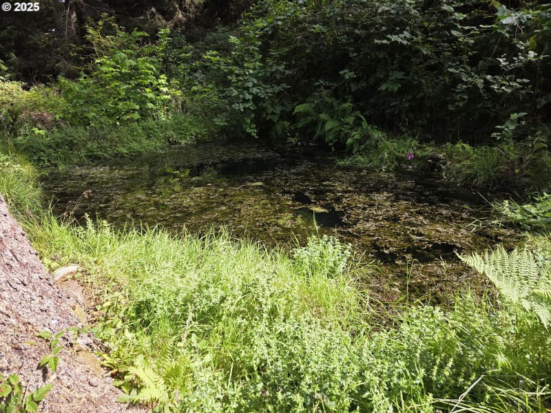 Pond