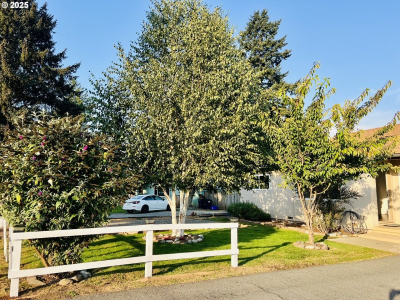 Front Yard