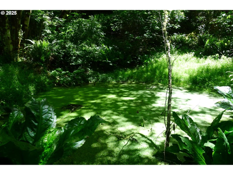 Pond