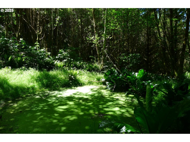 Pond