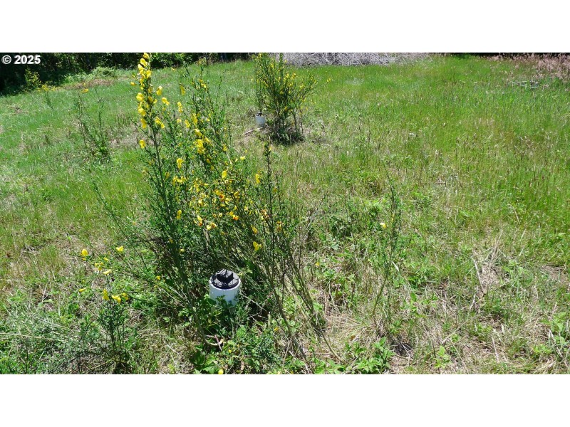 Drain Field Site