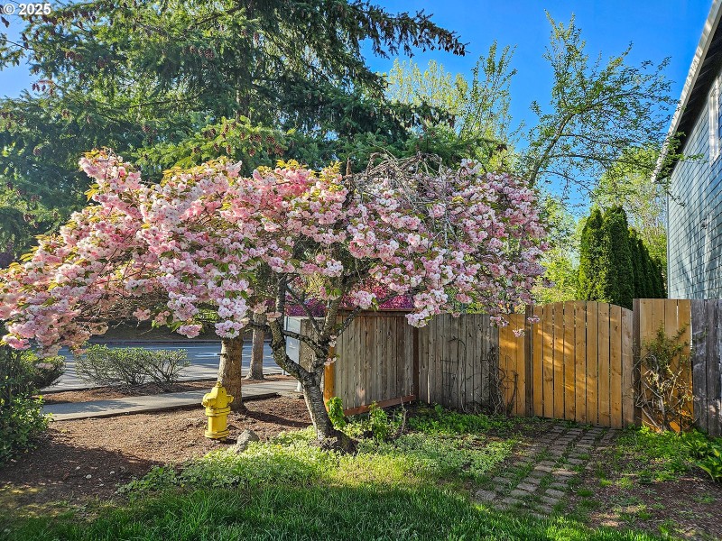 Front Yard