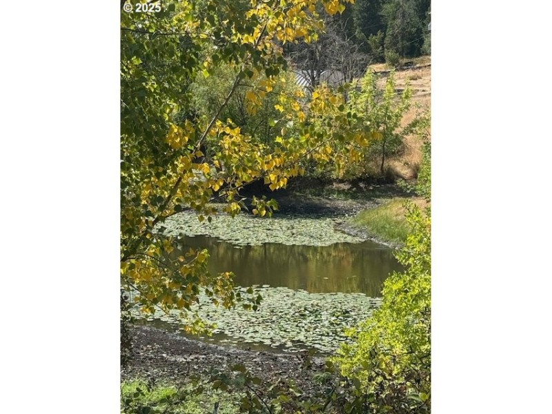 Pond