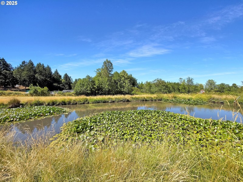 Pond
