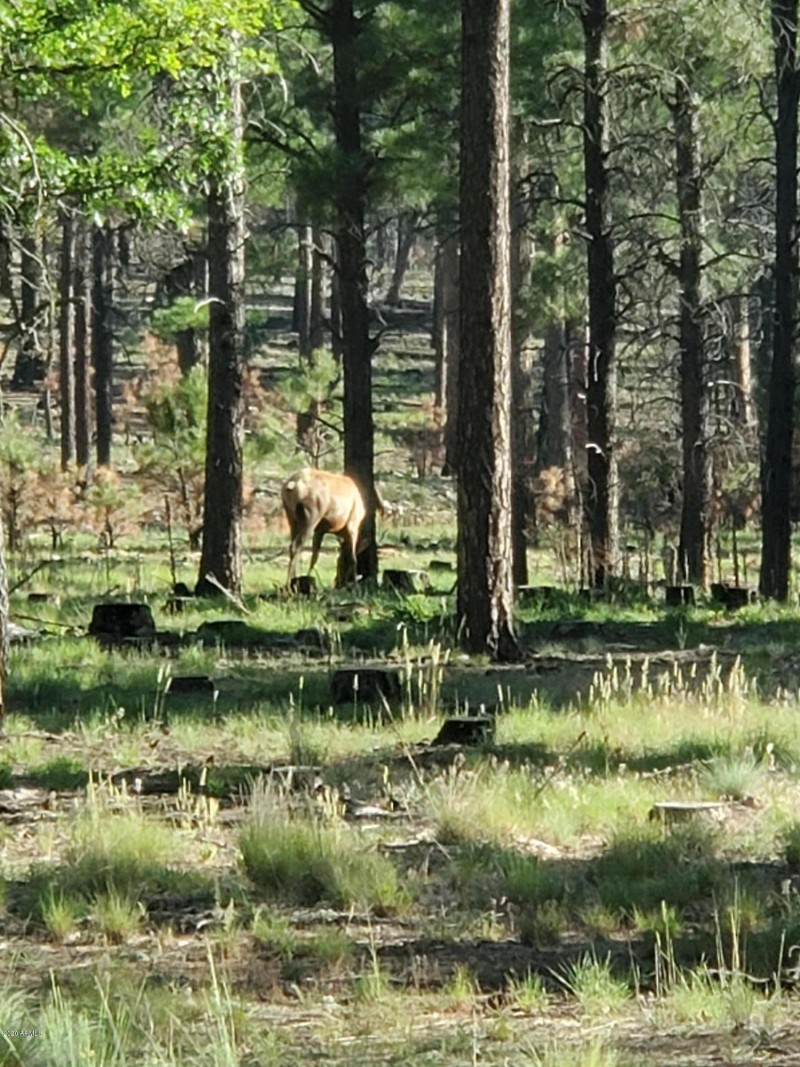 HJ Ranch