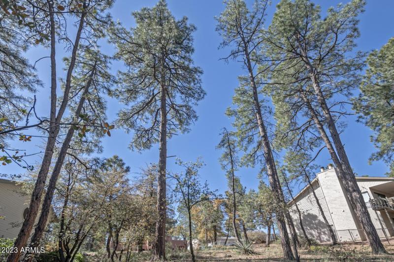 Tall pines on the lot