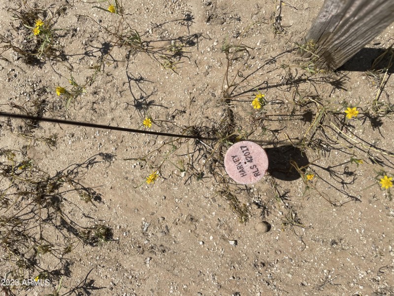 O West Lone Cactus Drive Stake