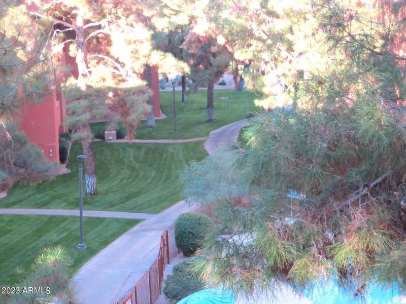 5 402 MORNING PATH WITH PINES