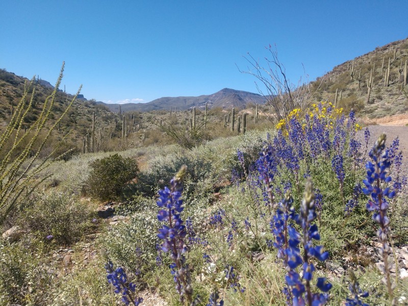 Wildflowers at the Property, Roadside