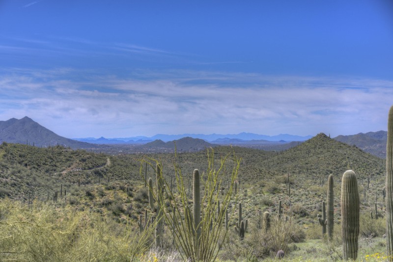 Many Saguaro on Property