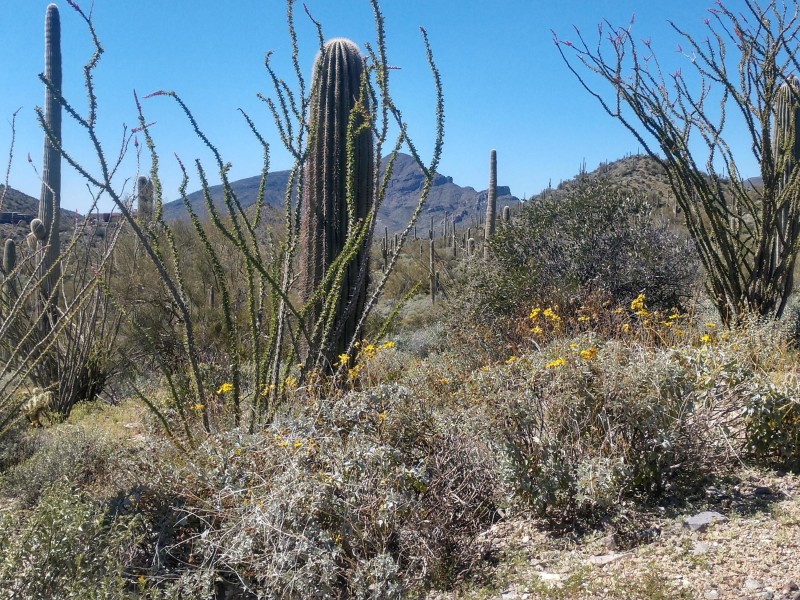 Sonoran Desert Flora