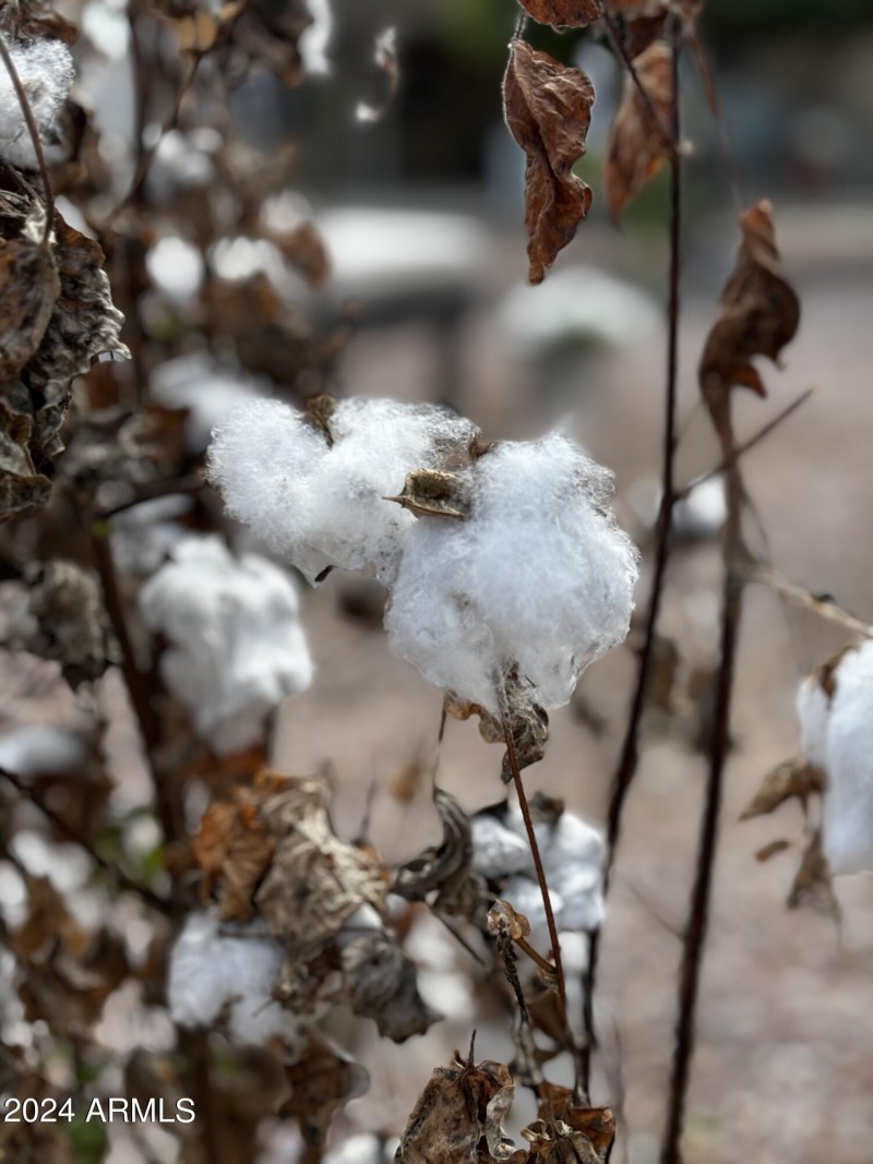 Cotton Plant in Back yard