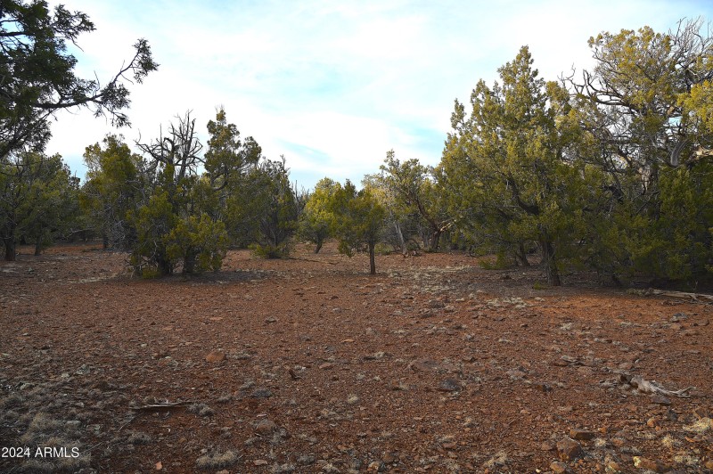 Mature trees