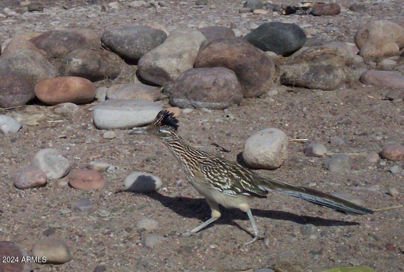roadrunner
