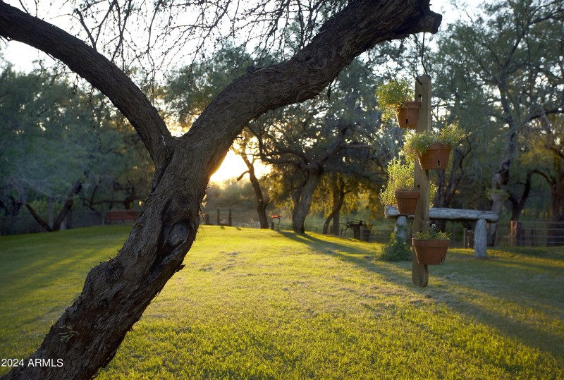 Back Lawn
