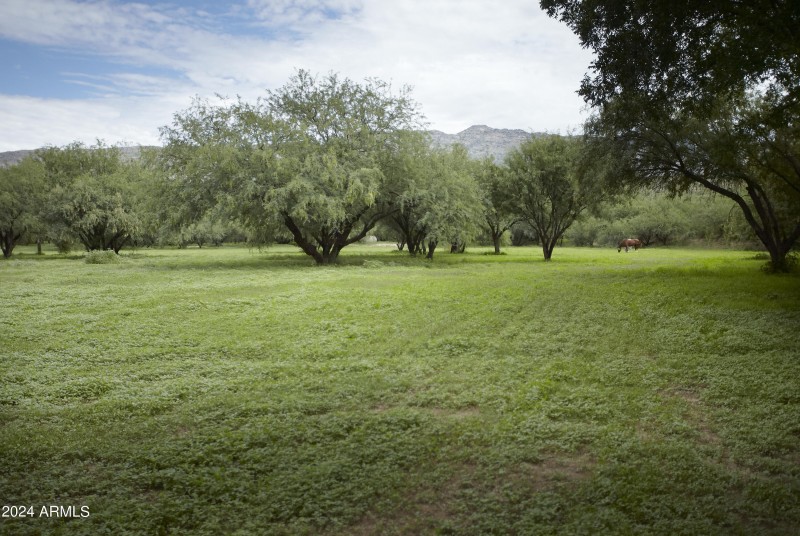 Pasture with Sundance