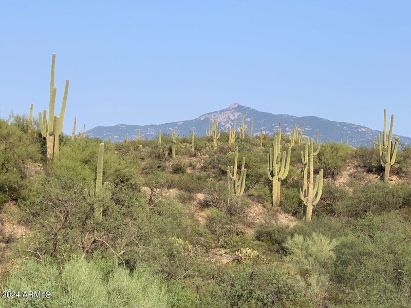 Saguaros-Rincon Peak