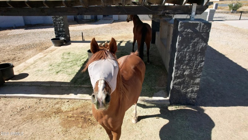 Fun Horse