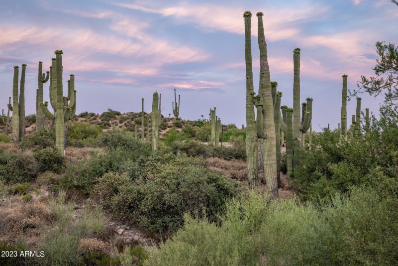 11-web-or-mls-D46A6986