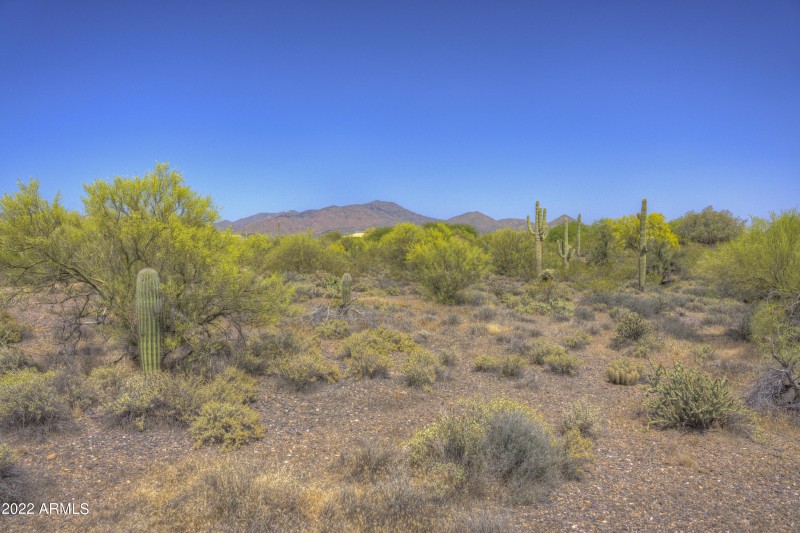 Palo Verde and Saguaro