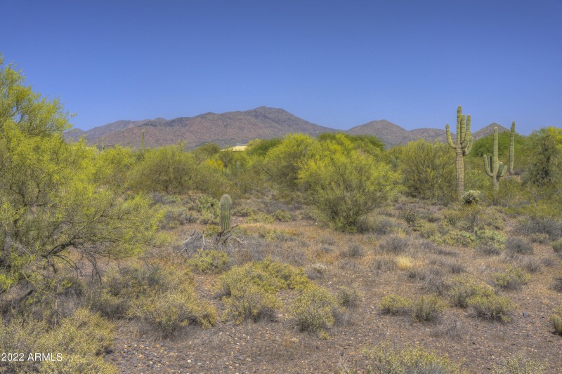 Abundant Green Near the Wash