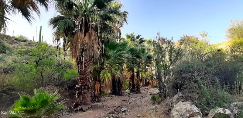 palm canyon4