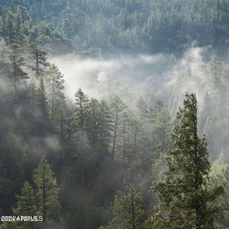 Ponderosa Pine Forest