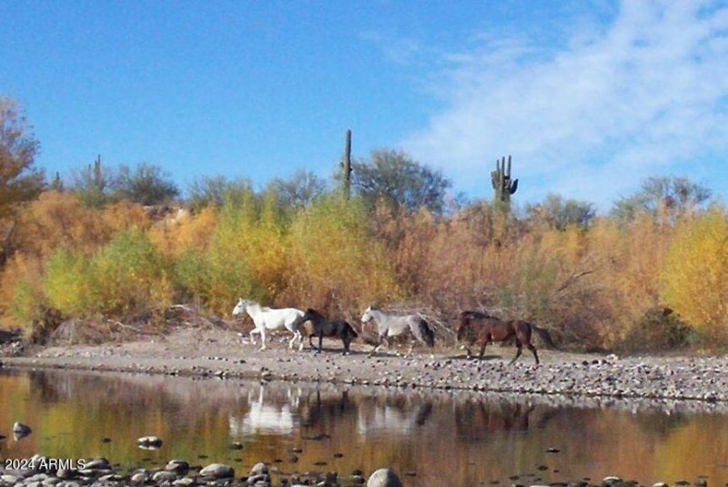 Salt River horses
