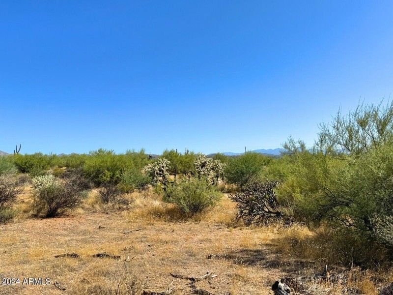 Mature Desert Vegetation