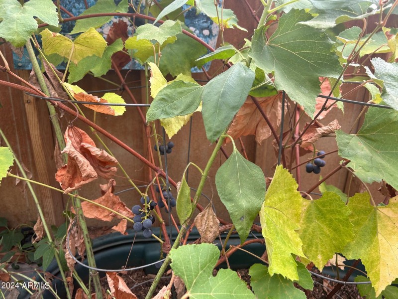 concord grapes