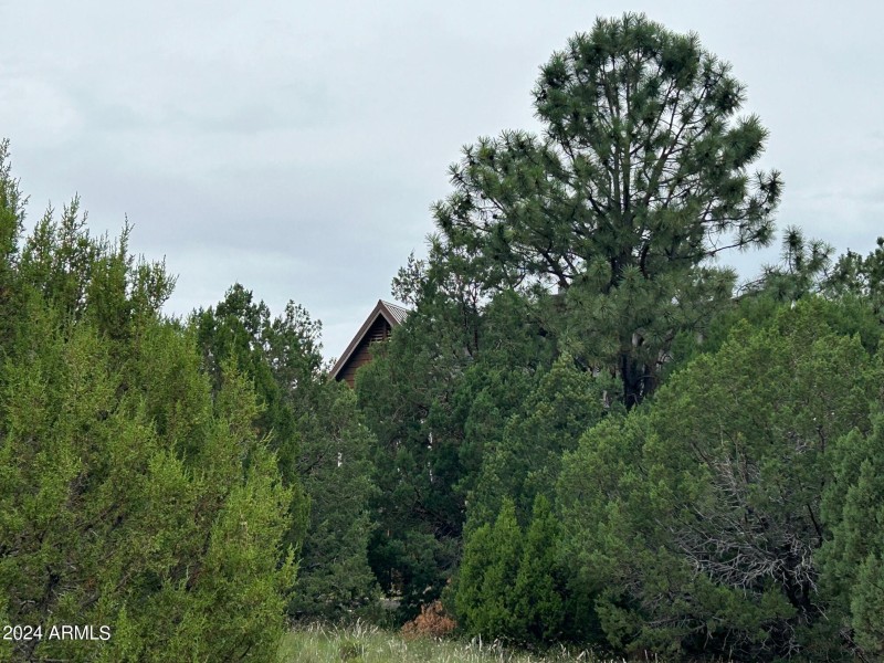 home in trees