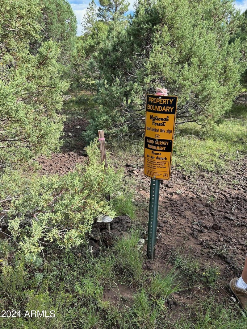 Natl forest
