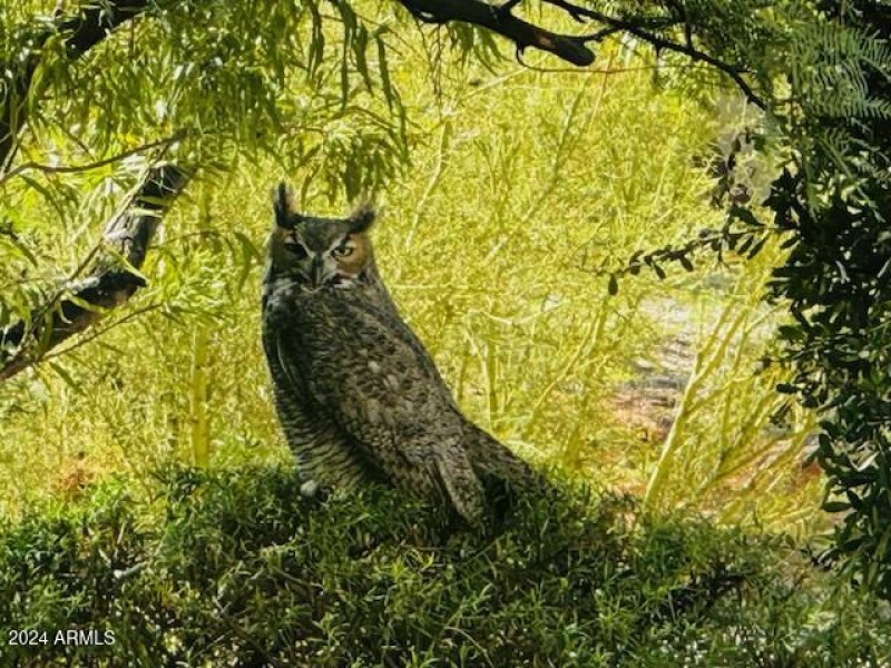 Owl Relaxing on Bush in Courtyard!
