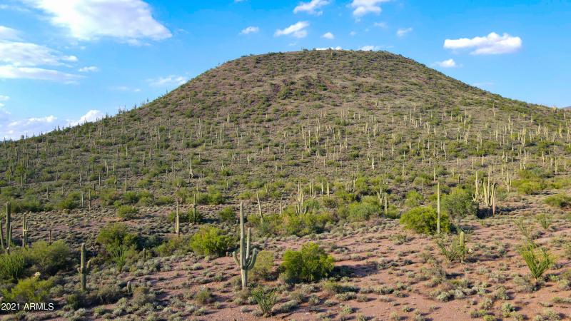 Abundant Saguaro