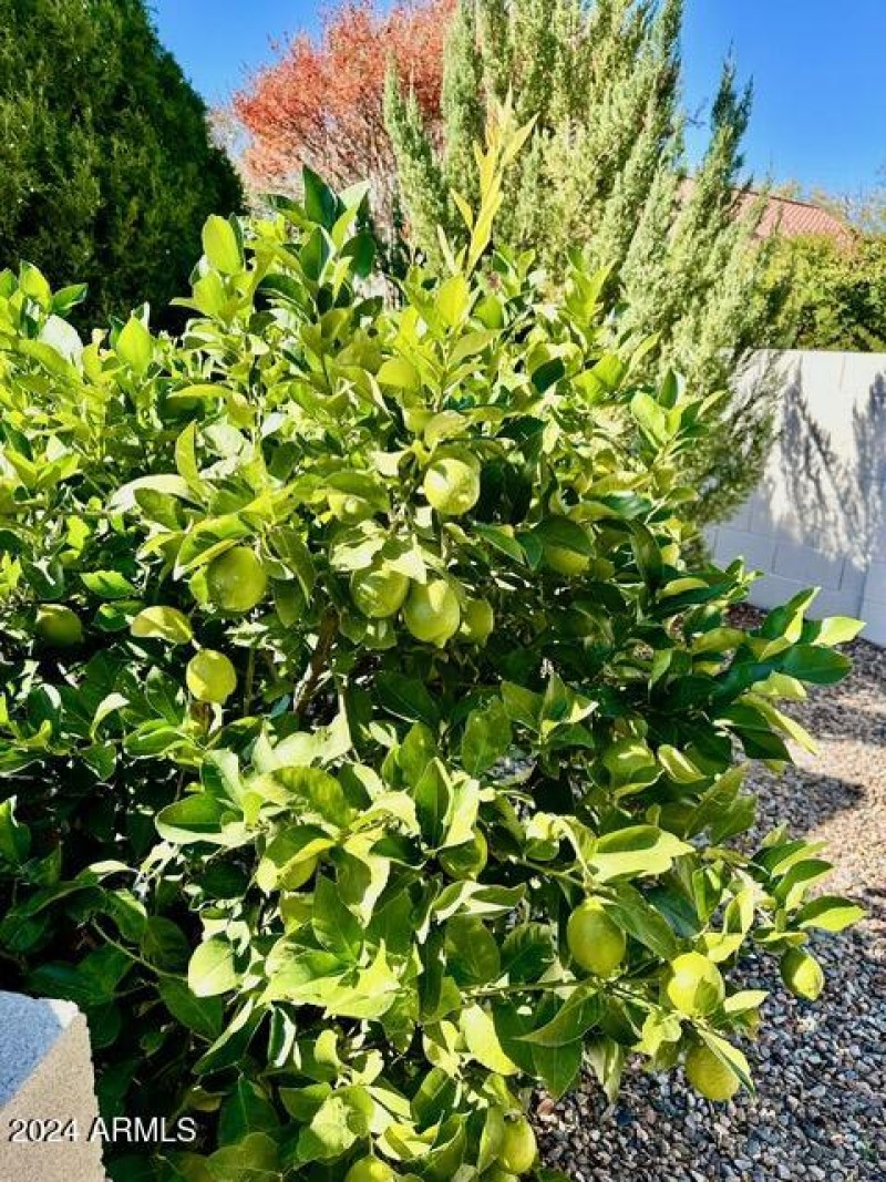 Lemon Tree