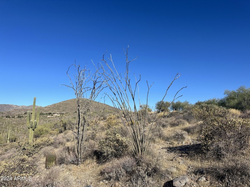 004_Lush Sonoran Desert