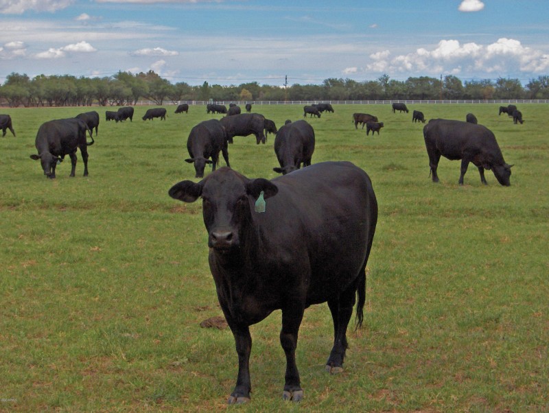 M_cattle_up_close